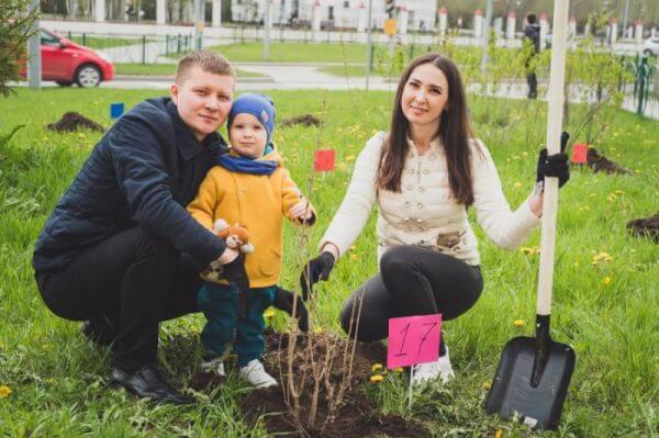 Построить дом и посадить дерево